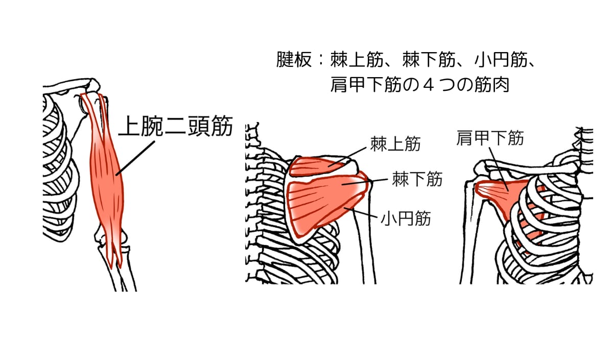 肩関節まわりの筋肉