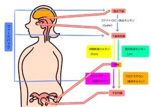 女性ホルモン